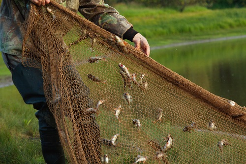 Hands of a man in camo pulling out a brown fishing net with small